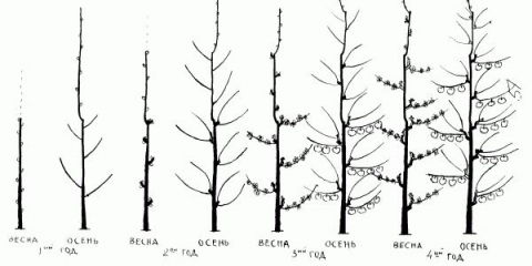 Kako orezati stubasto stablo jabuke za početnike - jesenska i proljetna njega